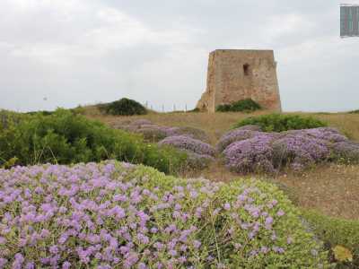 La marina di Torre Pozzelle. Qui il rudere di una torre d'avvistamento aragonese del 500 (conosciuta come "Torre Sgarrata") si staglia sulla colorata e lussureggiante macchia mediterranea